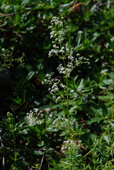 Galium meliodorum