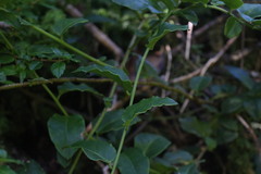 Ercilla syncarpellata