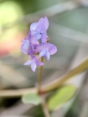 Vicia ludoviciana