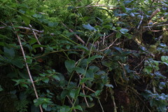 Ercilla syncarpellata