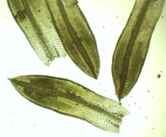 Tortula atrovirens