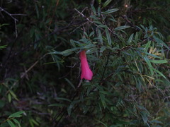 Philesia magellanica