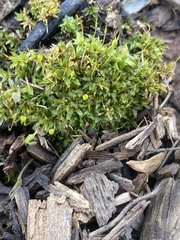 Physcomitrium pyriforme