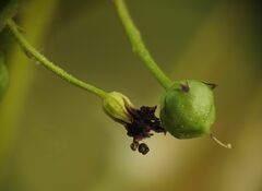 Scrophularia peregrina