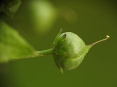 Scrophularia peregrina