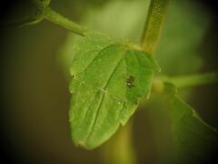Scrophularia peregrina