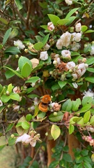 Bombus dahlbomii