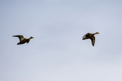 Anas platyrhynchos × fulvigula