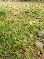 Scrophularia peregrina