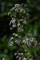 Galium meliodorum