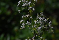 Galium meliodorum