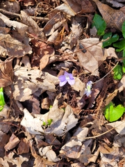 Viola walteri