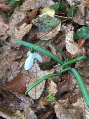 Galanthus