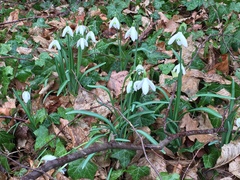 Galanthus