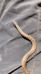 Storeria storerioides