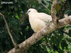 Pseudastur albicollis