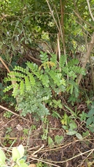 Paubrasilia echinata