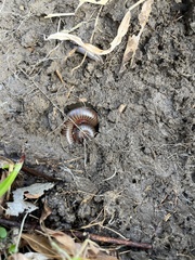 Narceus americanus