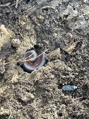 Narceus americanus