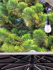 Araucaria columnaris