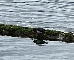 Arenaria melanocephala