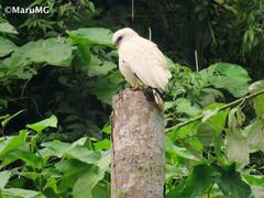 Pseudastur albicollis