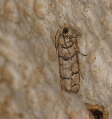 Blastesthia tessulatana