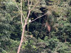 Pseudastur albicollis