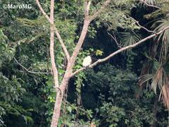 Pseudastur albicollis