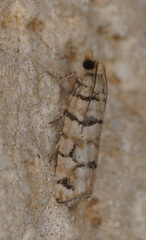 Blastesthia tessulatana