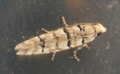 Blastesthia tessulatana