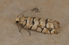 Blastesthia tessulatana