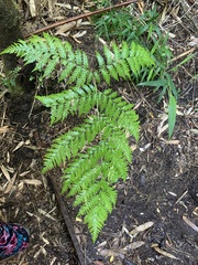 Lophosoria quadripinnata