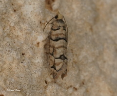 Blastesthia tessulatana