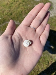 Xeropicta derbentina