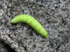 Smerinthinae