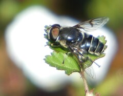 Eristalis saxorum