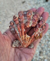 Nodipecten fragosus
