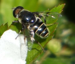 Eristalis saxorum