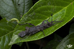 Pseudophasmatoidea