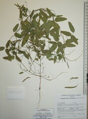 Strophostyles leiosperma