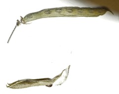 Strophostyles leiosperma