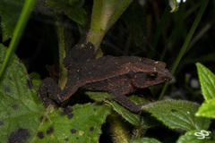 Rhinella nicefori