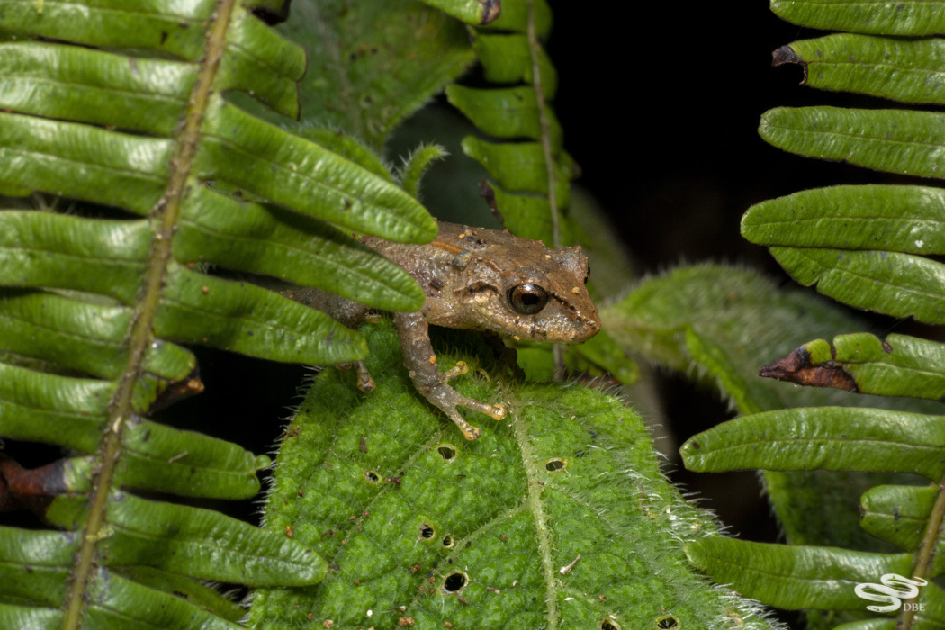 Pristamantis Ruidus Pristimantis permixtus (Lynch, Ruiz-Carranza & Ardila-Robayo, 1994)