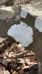 Phlyctis petraea