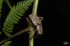 Irenarchus fossilis