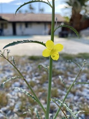 Eulobus californicus