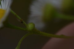 Uroleucon erigeronense