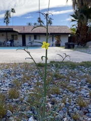 Eulobus californicus