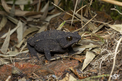 Rhinella nicefori